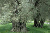 El olivo es una planta Simpétala, del orden Concortas, de la familia Oleaceae