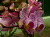 Las orquídeas son plantas Microspermas, de la familia Orchidaceae. Imagen: De Mier y Leva.