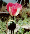 La amapola es una planta Coripétala del orden Readales, de la familia Papaveraceae.