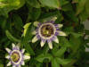La flor de la Pasión es una planta Coripétala del orden Parietales, de la familia Pasifloraceae. Imagen De Mier y Leva.