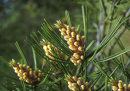 Piñas masculinas, de color amarillo anaranjado, cargadas de polen