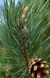 Hojas y piñas de un pino. Es una conífera que pertenece a la familia Pinaceae.