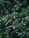 Quercus coccifera es una Coripétala, del orden Fagales,  de la familia Fagacea