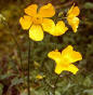El Botón de Oro es una planta Coripétala del orden Ranales, de la familia Ranunculaceae