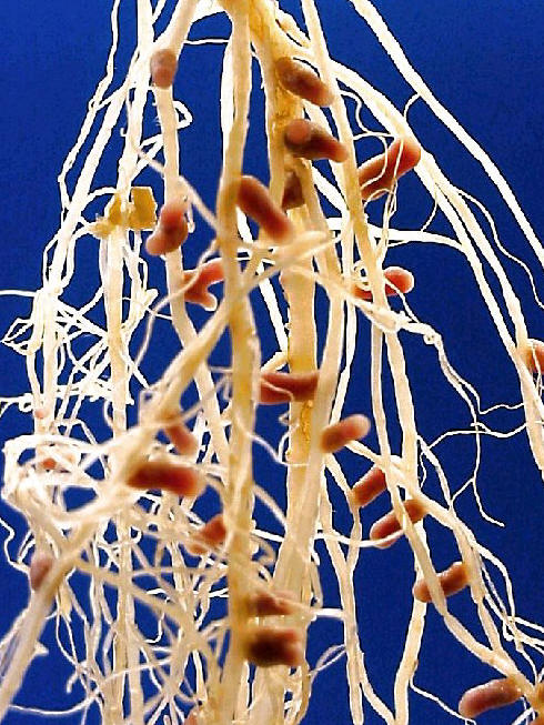 Rhizobium sobre las raíces de un guisante. Es una relación simbiótica.