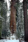 Sequoiadendron giganteum