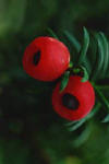 Arilos y hojas del tejo, Taxus baccata. Es una conífera que pertenece a la familia Taxaceae.