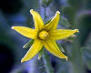 Lycopersicum sculentum, el tomate, es una planta Simpétala, tubiflora,  de la familia Solanacea.