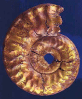 Ammonite