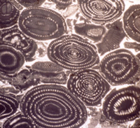 Caliza nummulítica