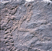 Huellas en el muro del estrato