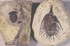 Trilobites