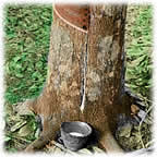 "Árbol del caucho"
