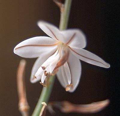 "Flor Asphodelus"