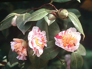 "Camelia"