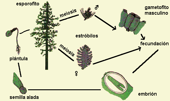 "Ciclo biolñogico de una gimnosperma"