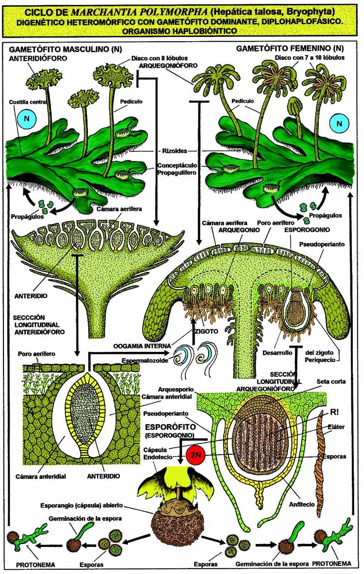 "Ciclo de Marchantia"