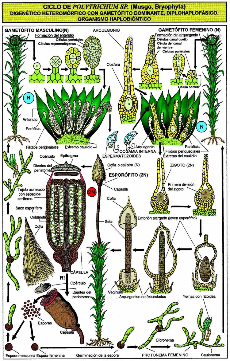 "Ciclo de Polytrichum"