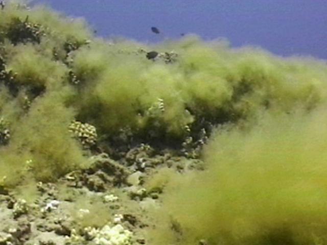 "Cladophora"