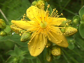 "Flor"