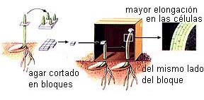 "Fototropismo positivo"