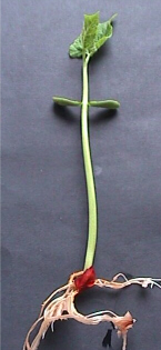 "Germinación de la semilla"