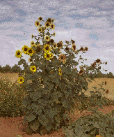 "Fotonastia del girasol"