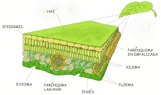 "Estructura de una hoja"
