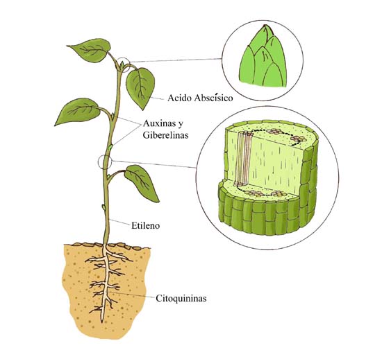 "Hormonas de plantas"