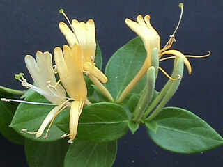 "Lonicera"