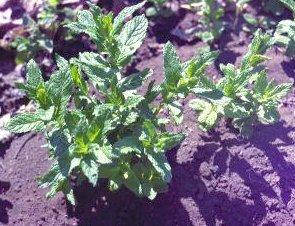 "Menta"