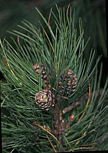 "Piñas de pino"