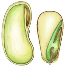 "Semilla"