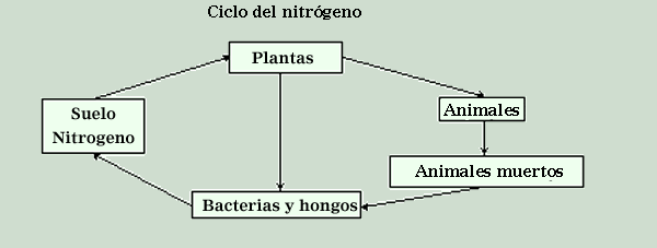 "Ciclo del nitrógeno"