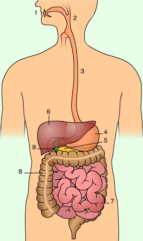 cuerpo humano