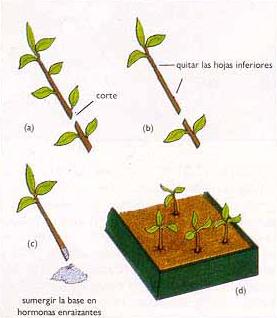 Esqueje