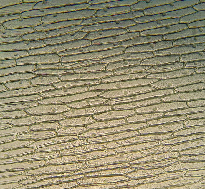 Epidermis de cebolla vista al microscopio óptico. Imagen tomada de http://www3.unileon.es/personal/wwdbvmgg/practicasconsusfotos/practicas1y2/fotosacomprimirpracticas1y2/ep18.jpg