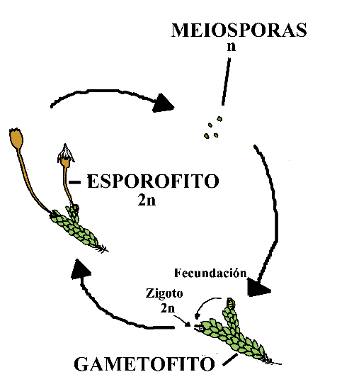 "Alternancia de generaciones en Briofitas"