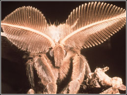 Las mariposas nocturnas son capaces de detectar moléculas aisladas con sus antenas, para encontrarse incluso a kilómetros de distancia. Tomada de www.ntnu.no