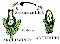 "Órganos reproductores y gametos de un musgo"