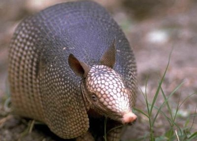 "El armadillo produce varios embriones a partir de una sóla fecundación. Tomada de www.geocities.com_RainForest"