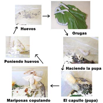 "Ciclo de un gusano de seda"