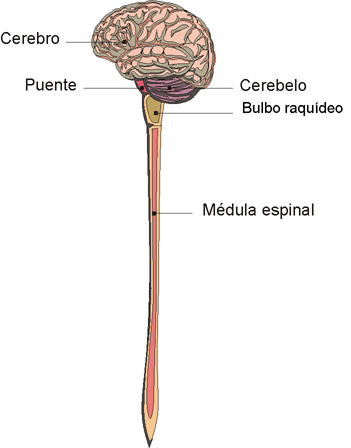 "En los vertebrados, encéfalo y médula forman el Sistema Nervioso Central. Tomada de asociación alzheimer monterrey"