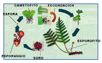 "Ciclo de un helecho"