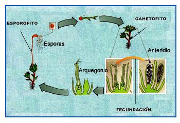 "Ciclo de un musgo"