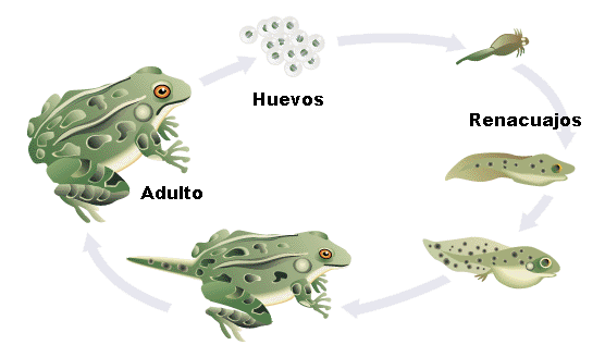 "Ciclo de una rana. Adaptado de www.earlham.edu"