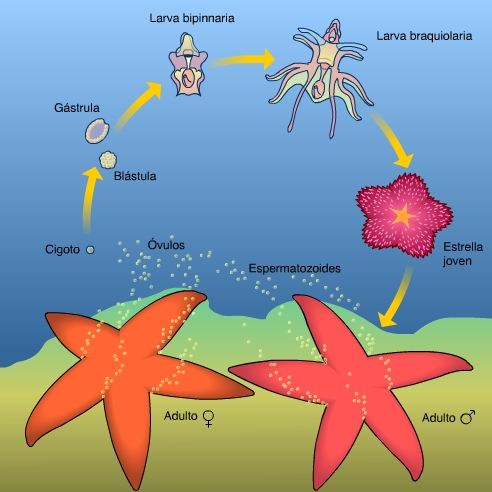 "Ciclo de una estrella de mar. Adaptado de web.mit.edu "