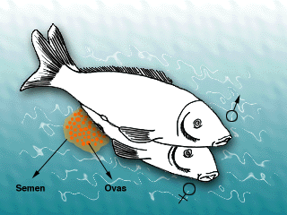 Fecundaci&oacute;n externa. Tomada de www.puc.c