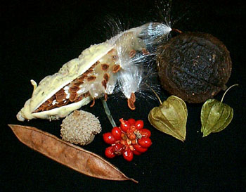 "Semillas y frutos. Tomada de www.biology.iastate.edu"