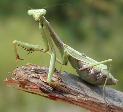 A los machos de mantis religiosa la reproducción les cuesta la vida. Tomada de www.1000plus.com/Hbirds